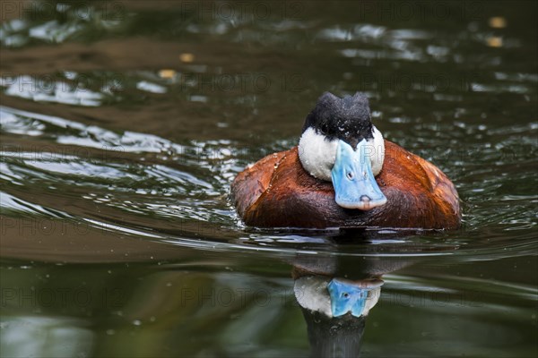 Ruddy duck