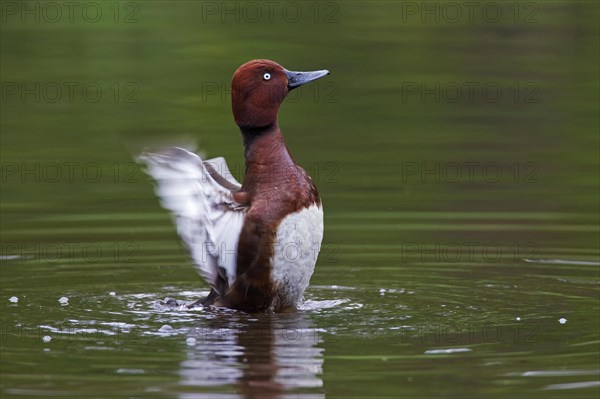 Ferruginous duck