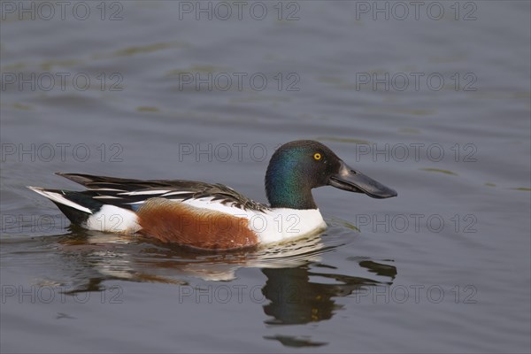 Northern shoveler