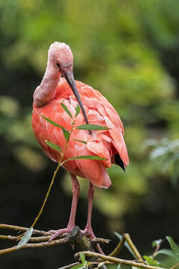 Scarlet ibis