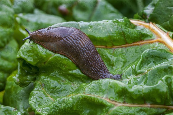 Large red slug