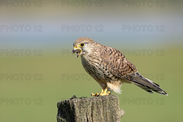 Common kestrel