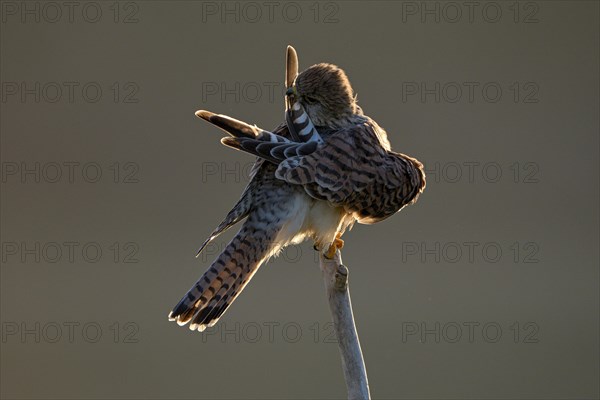 Common kestrel