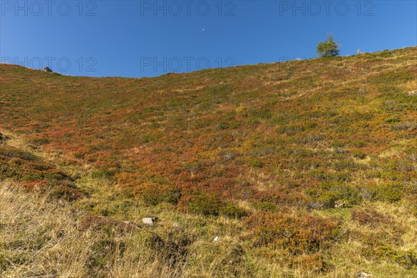 Autumnal red-coloured alpine bearberry