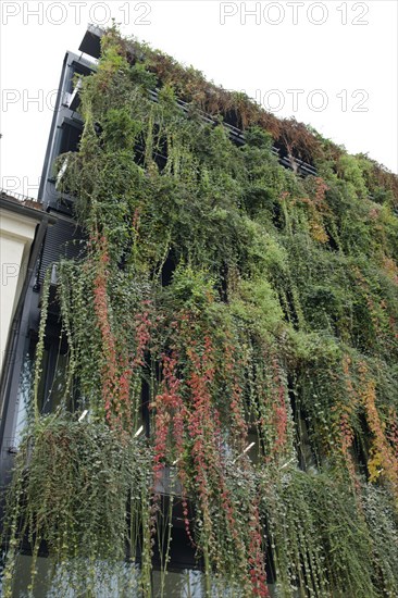 Facade greening in the city centre