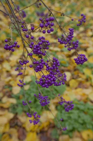 Fruit stand of the love pearl shrub