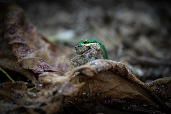 Snake eats frog