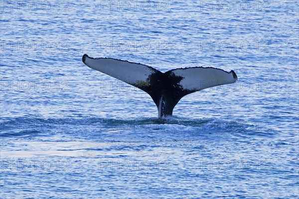 Humpback whale