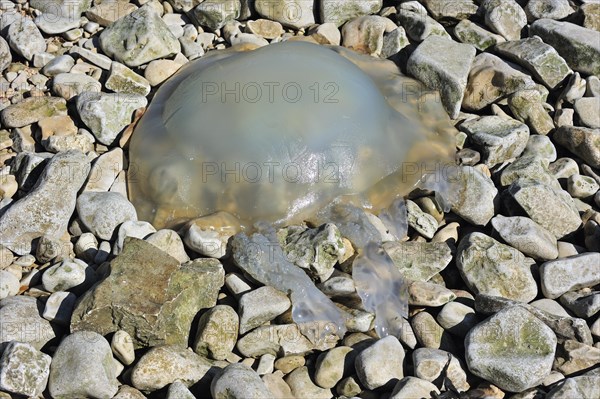 Barrel jellyfish