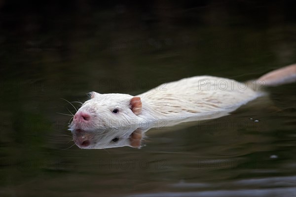 Leucistic coypu