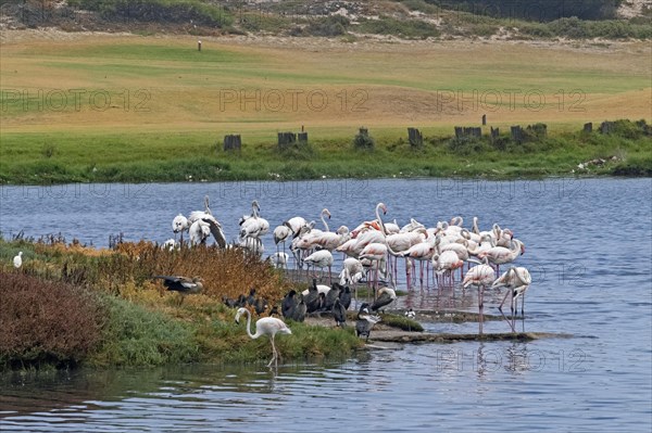 Greater flamingos