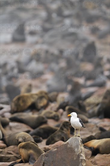 Southern Black-backed Gull