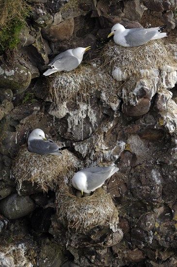 Black-legged Kittiwakes