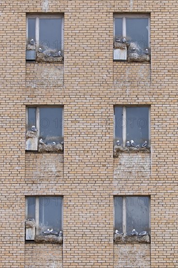 Black-legged kittiwakes