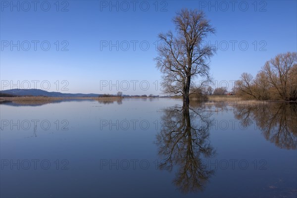 Flooded meadows at the Elbe River Landscape Biosphere Reserve