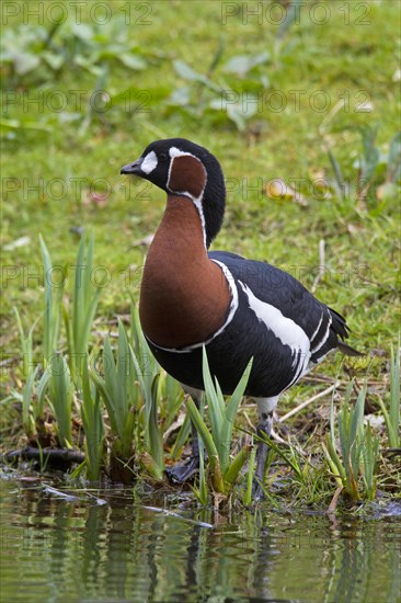 Red-breasted goose