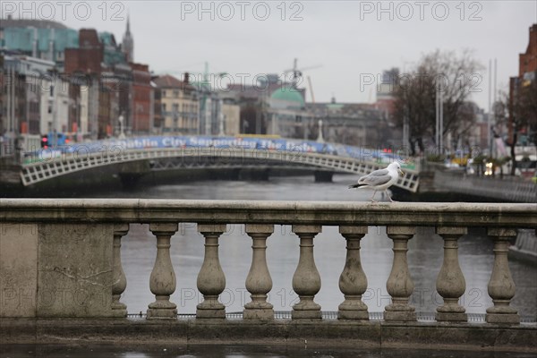 A gull stepping it out on O'Connell Bridge on a rainy day in the capital. Dublin