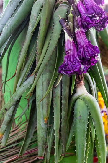 Aloe veras