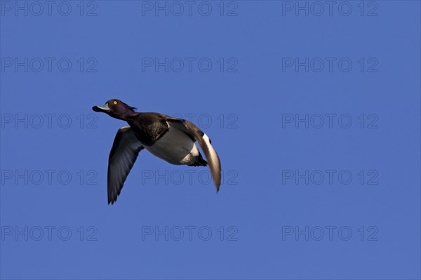 Tufted duck