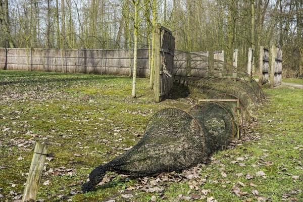 Duck decoy structure used for catching wild ducks showing catching net at the end of pipe formed by hoops with netting flanked by reed screens