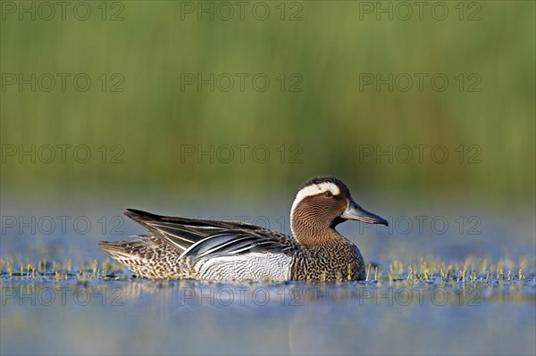 Garganey