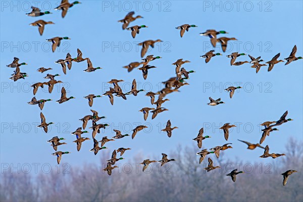 Mallards