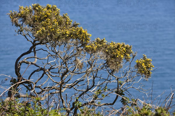 Common gorse