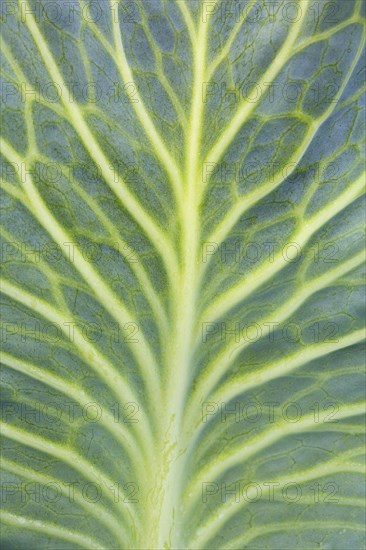 White cabbage