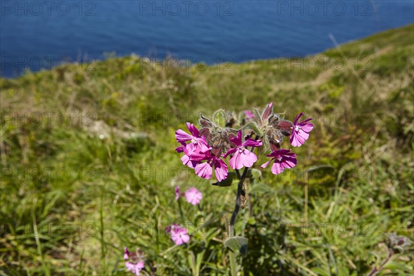 Red campion