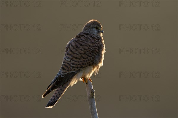 Common kestrel