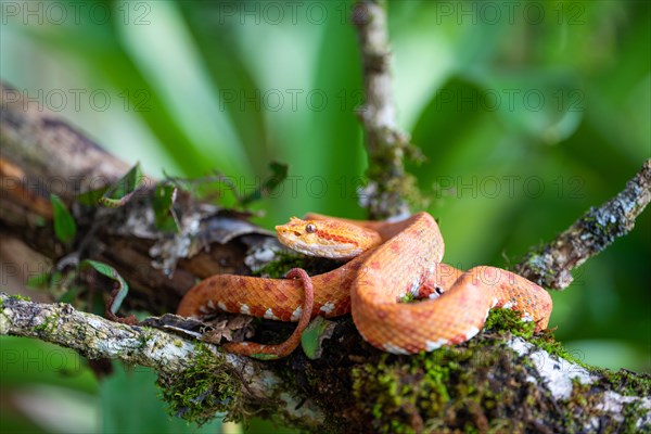 Orange Viper