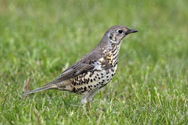 Mistle thrush