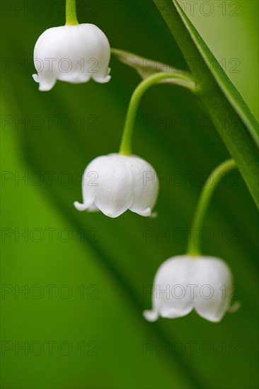 Lily of the valley