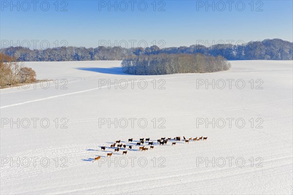 European mouflons