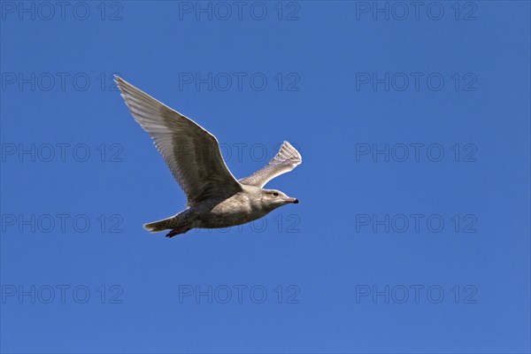 Glaucous gull