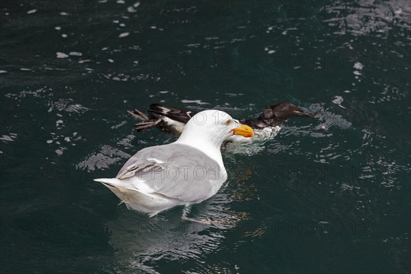 Glaucous gull