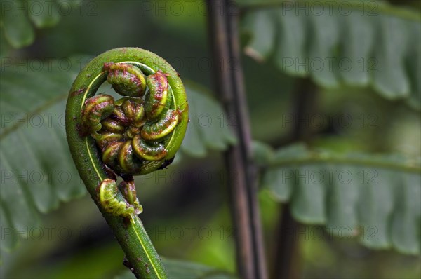 Close up of fern unfolding fronds in cloud forest