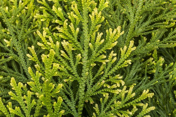 Pale spikemoss