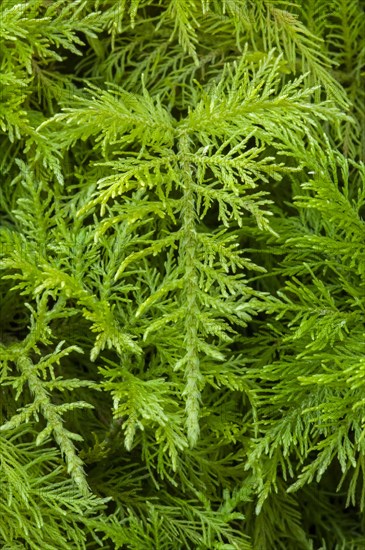 Common Tamarisk moss