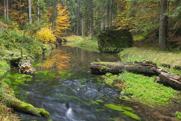 Kirnitzsch river flowing through Kirnitzschtal