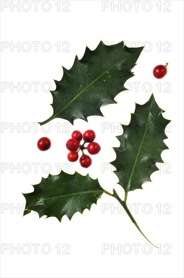 Common holly