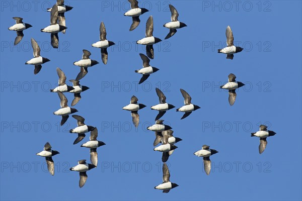 Little auks