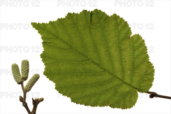 Common hazel