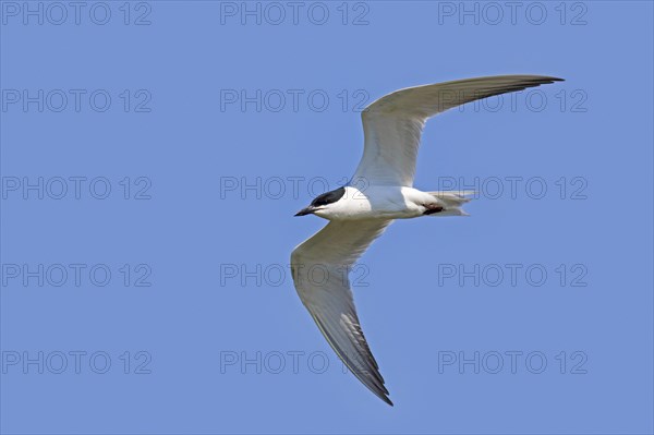 Gull-billed tern