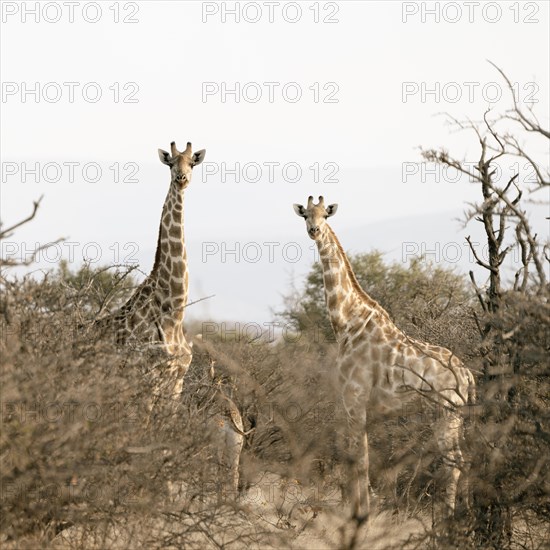 Giraffes