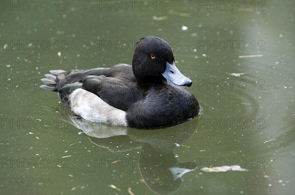 Tufted duck