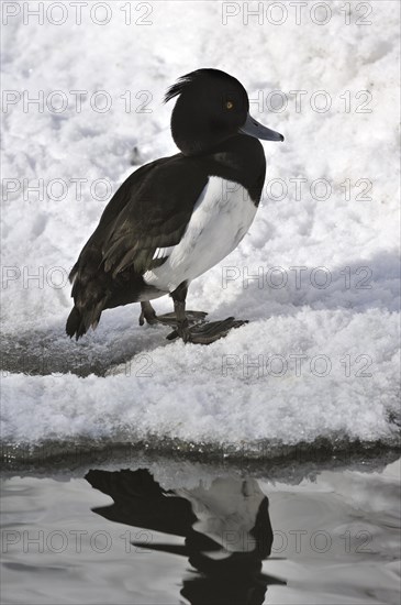 Tufted Duck