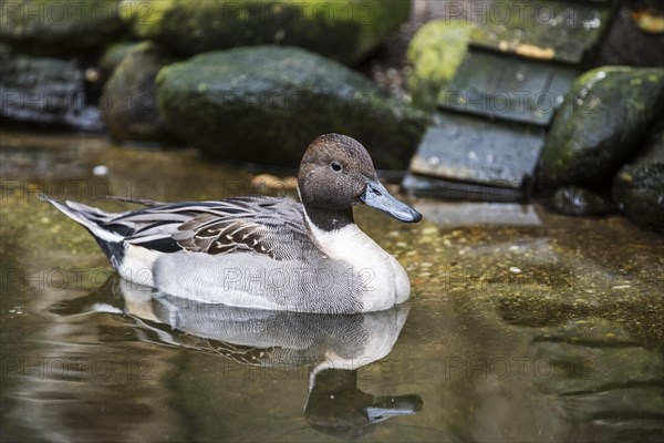 Northern pintail