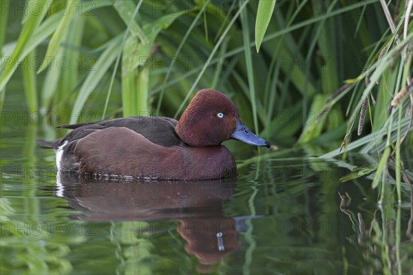 Ferruginous duck