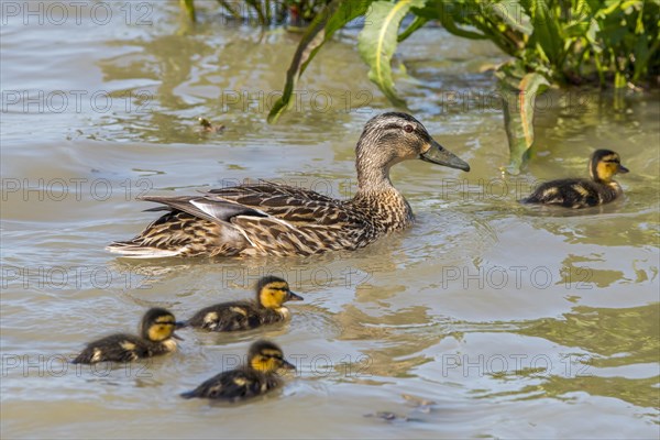 Garganey